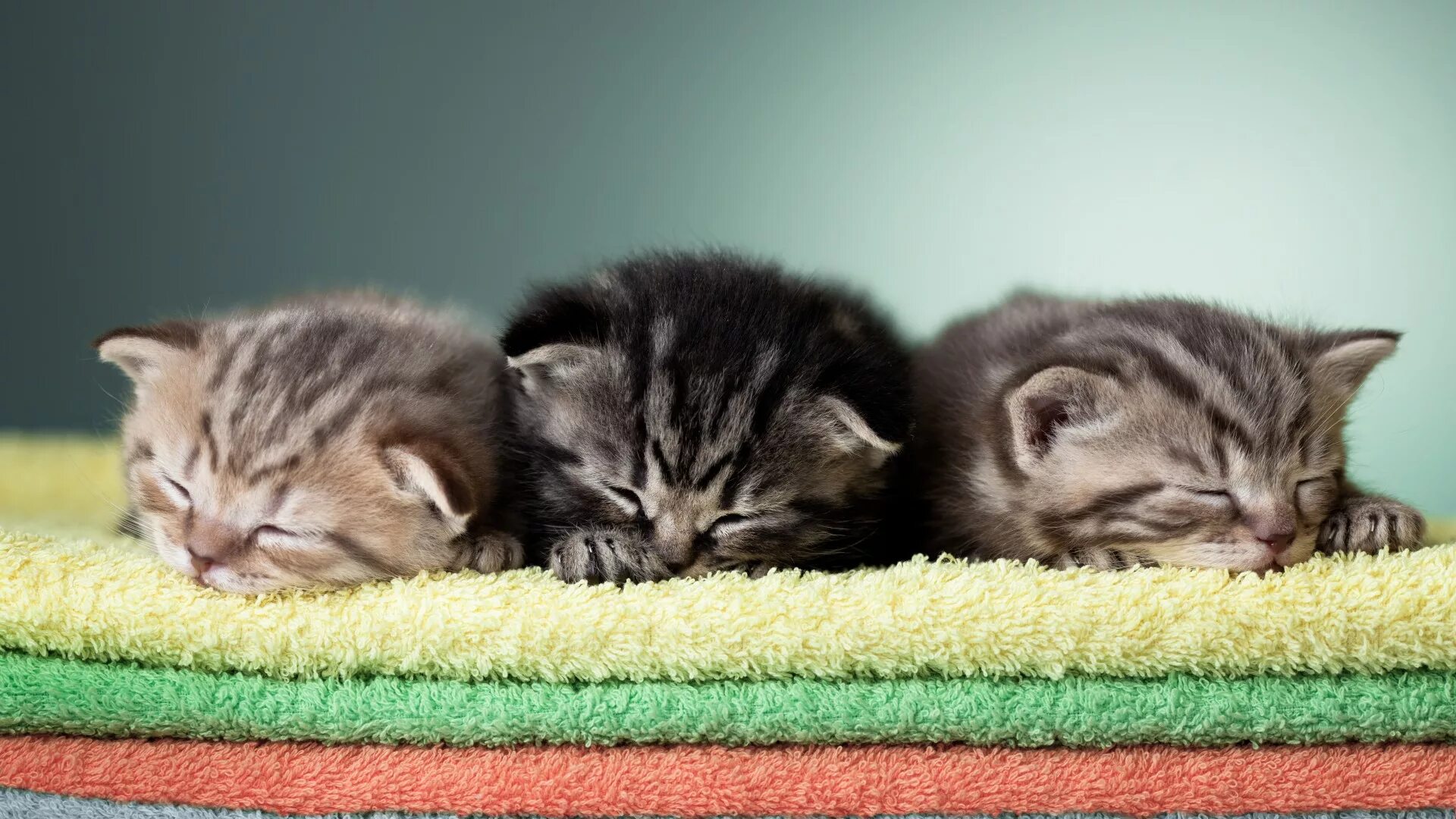Сон 3 котенка