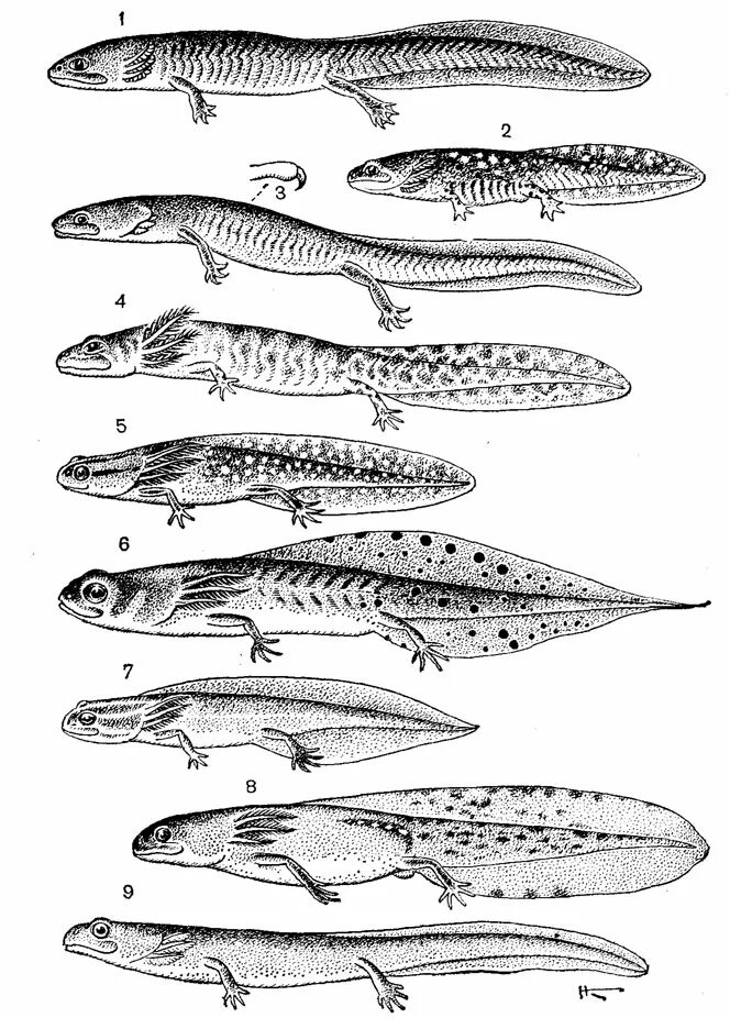 Какое развитие у тритона. Обыкновенный Тритон личинка. Сибирский углозуб личинка. Гребенчатый Тритон. Цикл развития Тритона обыкновенного.