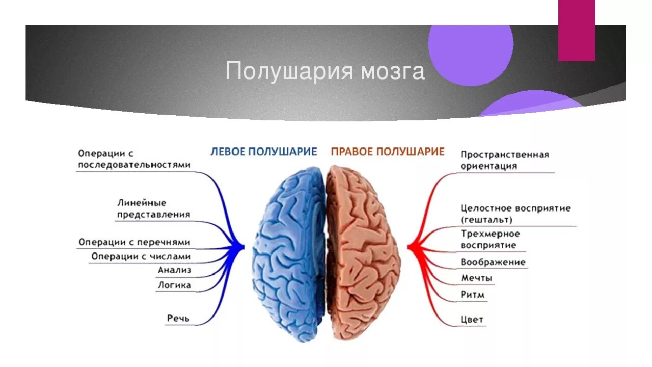 Нарушение полушарий мозга. Функции полушарий головного мозга человека 8 класс. Функции левого полушария головного мозга. Функции левого и правого полушария большого мозга. Функции правого и левого полушария головного мозга кратко.