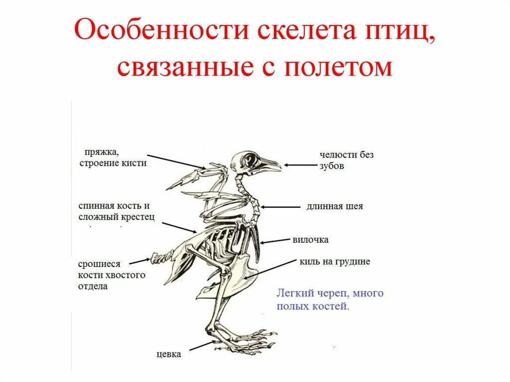 Особенности строения скелета птиц. Строение опорно двигательной системы птиц. Отделы скелета птиц 7 класс биология. Класс птицы опорно двигательная система.