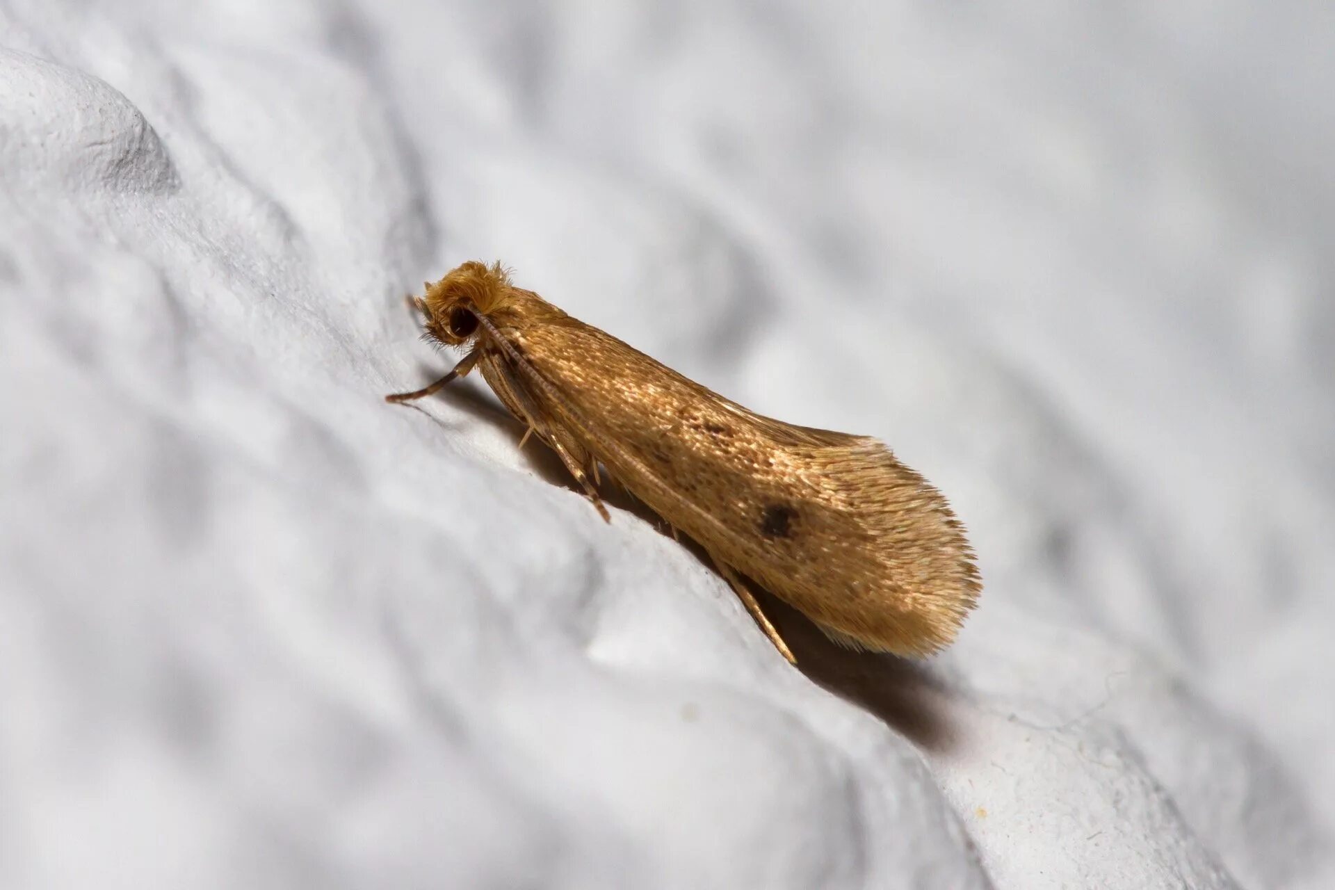 S моль. Платяная моль (tineola bisselliella). моль шубная (tinea pellionella). платяная моль имаго. платяная моль (tineola bisselliella) личинки коконы.