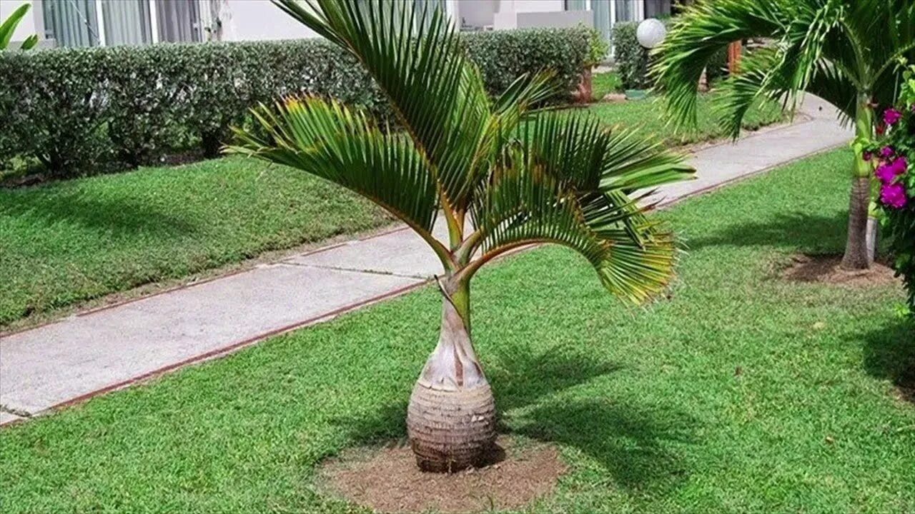 Бутылочная пальма. Гиофорба бутылочная пальма. hyophorbe lagenicaulis. гиофорба вершаффельта. пальма равенала.