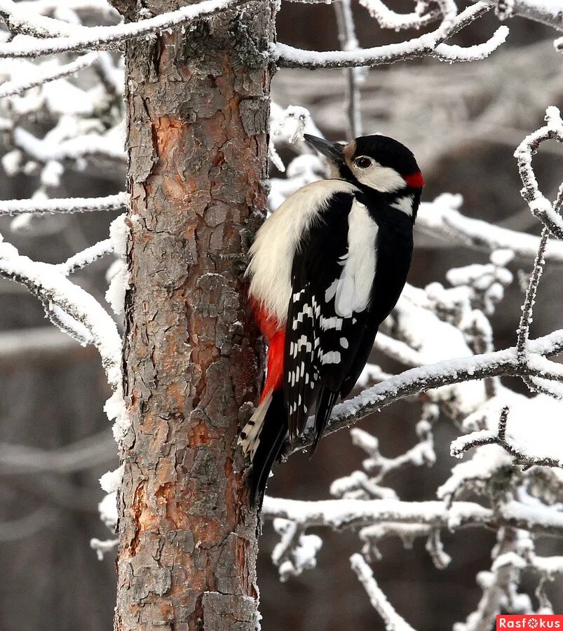 таяние снега. разноцветный снег. макросъемка зима. растения зимой. снегр.
