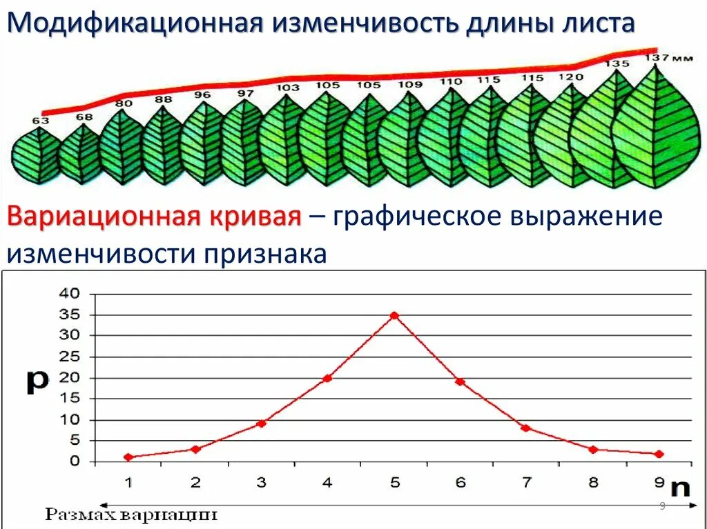 Лабораторная работа модификационная изменчивость 10 класс биология. Вариационная кривая модификационной изменчивости. Лабораторная работа по теме модификационная изменчивость организмов. Вариационный ряд и вариационная кривая. Построение вариационной Кривой.