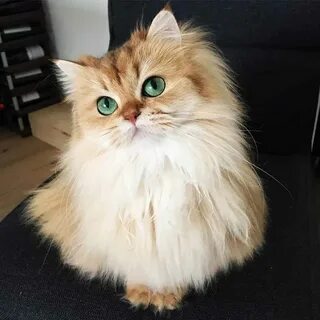 Cat beauty