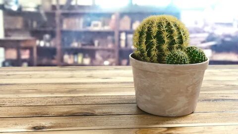 Стол cactus