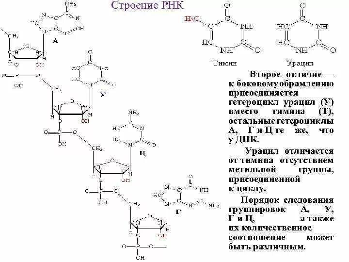 Рнк термины. Схема структуры РНК. Строение фрагмента РНК. Структура рибонуклеиновых кислот (РНК).. Первичная структура РНК формула.