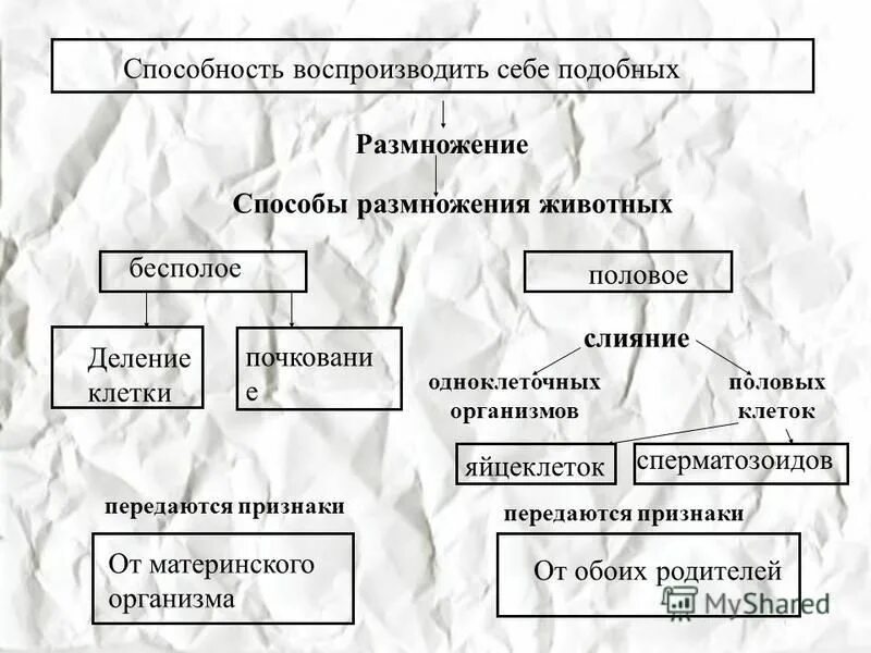 Искусственный размножение животных