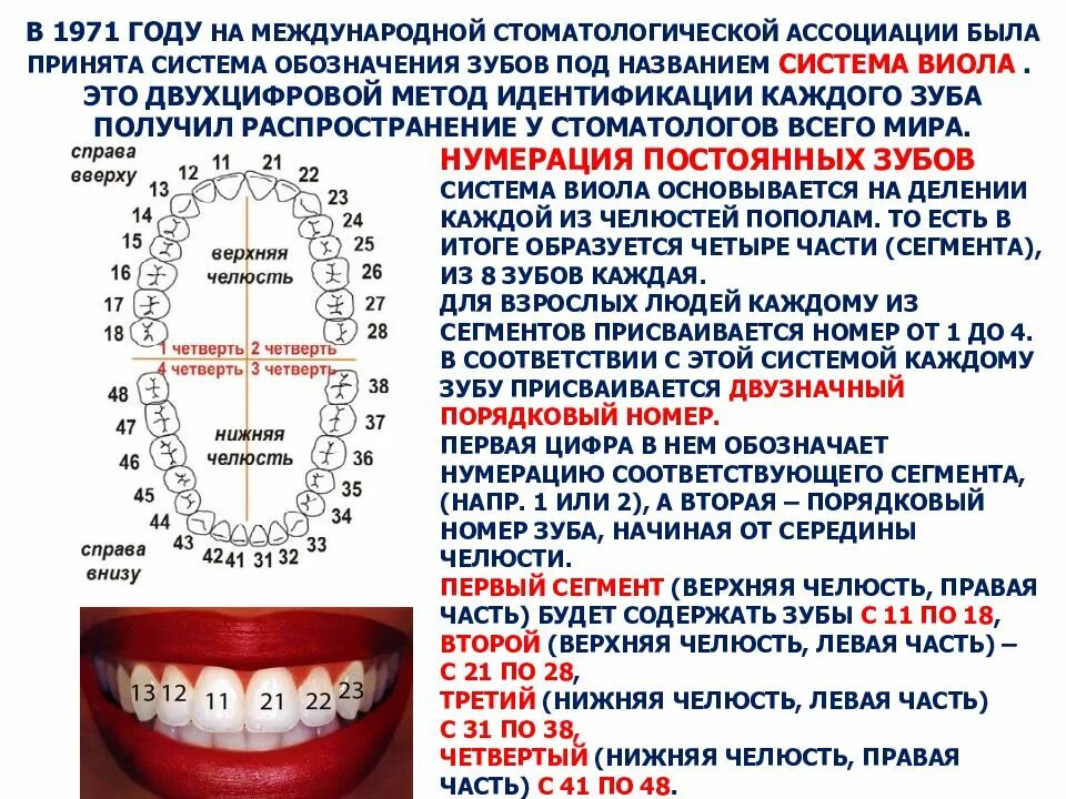 Какие зубы поставить на верхнюю челюсть. Зубы человека схема нумерация. стоматологическая нумерация зубов схема. схема зубов человека с нумерацией. зубной ряд нумерация схема.
