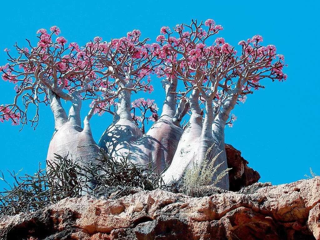Где баобабы розовый. Архипелаг Сокотра Йемен. Бутылочные деревья острова Сокотра. Эндемик-дерево острова Сокотра.