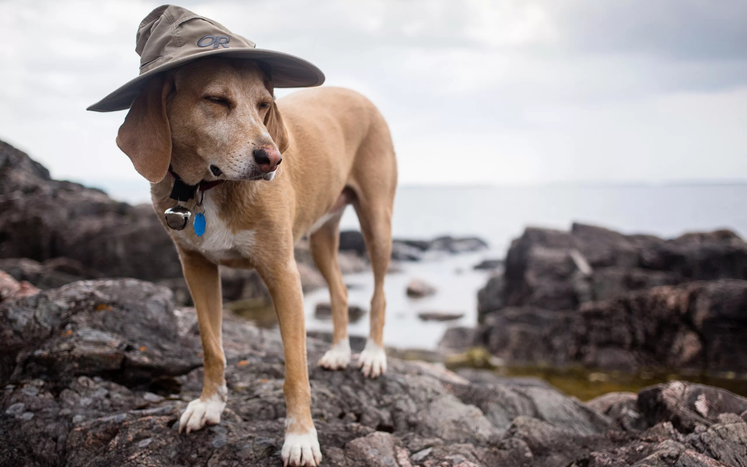 Пес шляпа. Собака в шляпе. Пес в шляпе. Обои с собаками. Картинки собак.