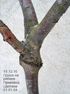 Яблоня рябина