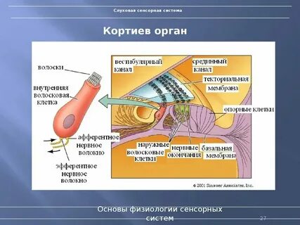 Рецепторы органов сенсорной системы
