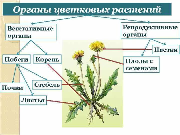 Вегетативные органы цветковых растений. Вегетативные органы цветкового растения. Вегетативные и репродуктивные органы растений. Строение органов цветкового растения. Назовите вегетативные органы