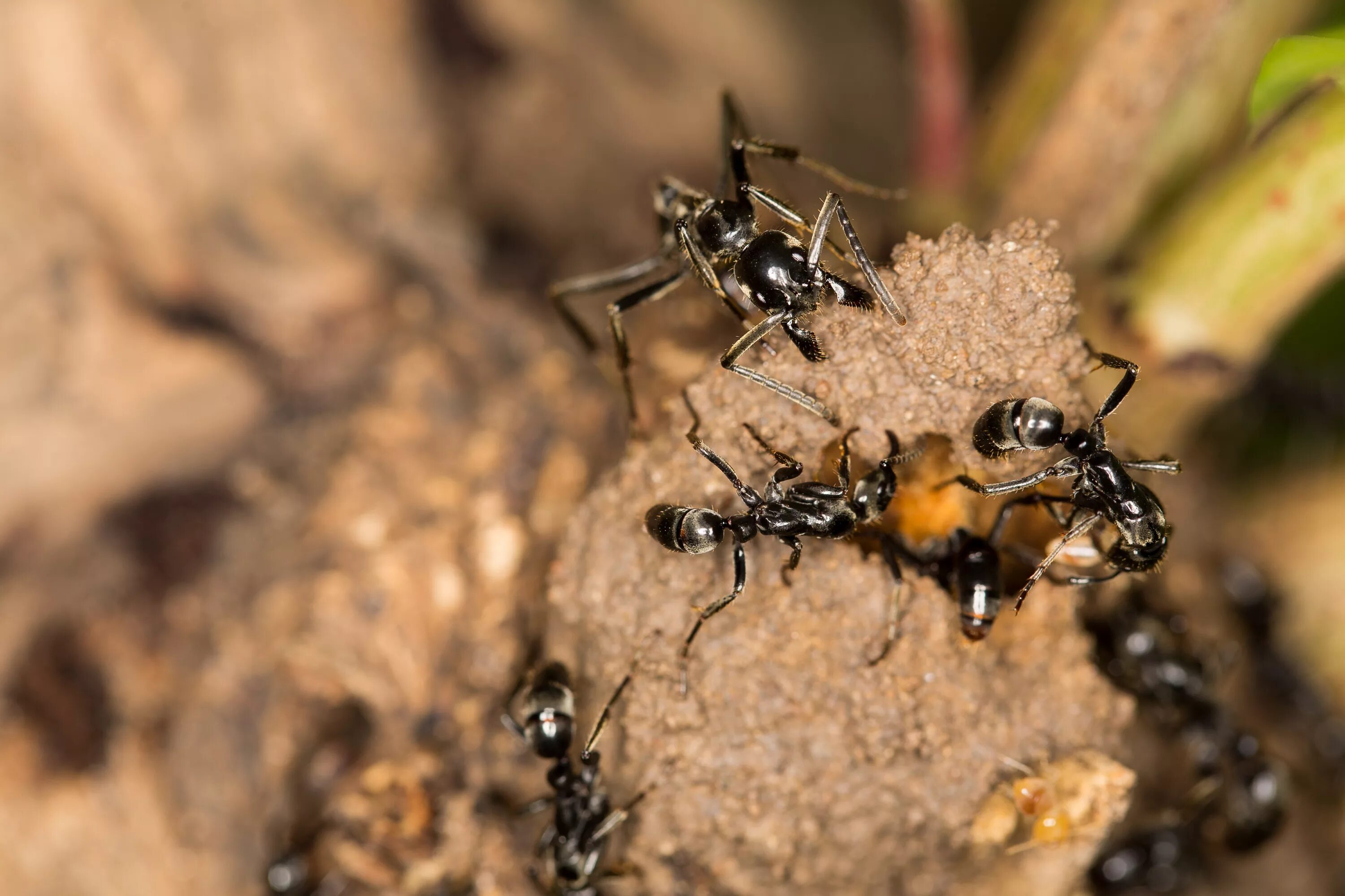 Название армейского муравья. Муравьи матабеле. Красные муравьи термиты. Муравьи Megaponera.