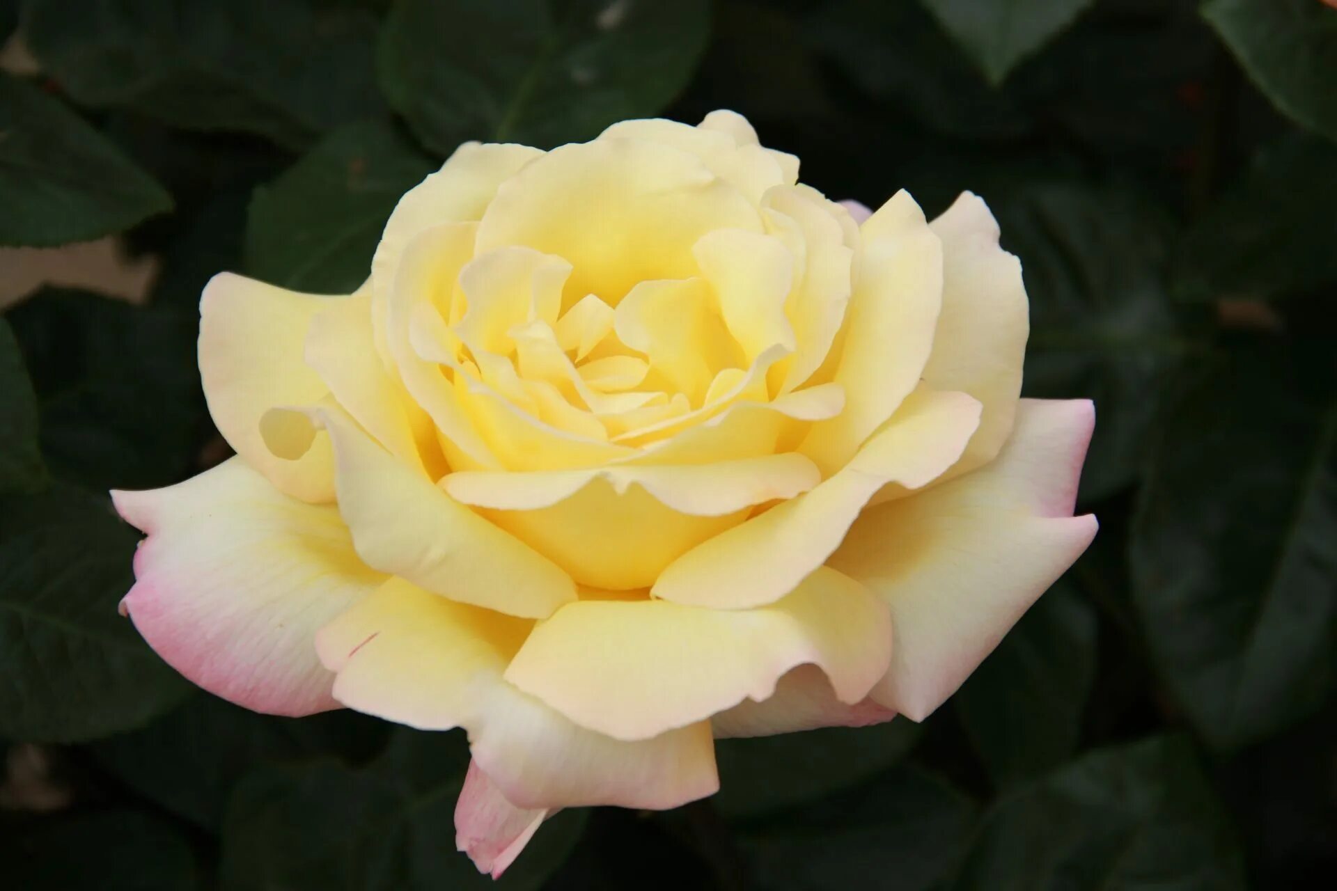 роза чайно-гибридная peace. роза чайно-гибридная глория дэй. роза чайногибридная глория дэй. роза чикаго пис. Peace rose.