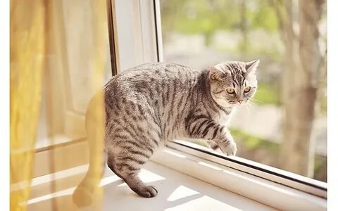 Кот на мове