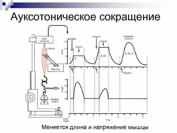 График работа мышц. Ауксотоническое мышечное сокращение. Ауксотонический Тип мышечного сокращения. Ауксотонический режим мышечного сокращения. Напряжение мышц.