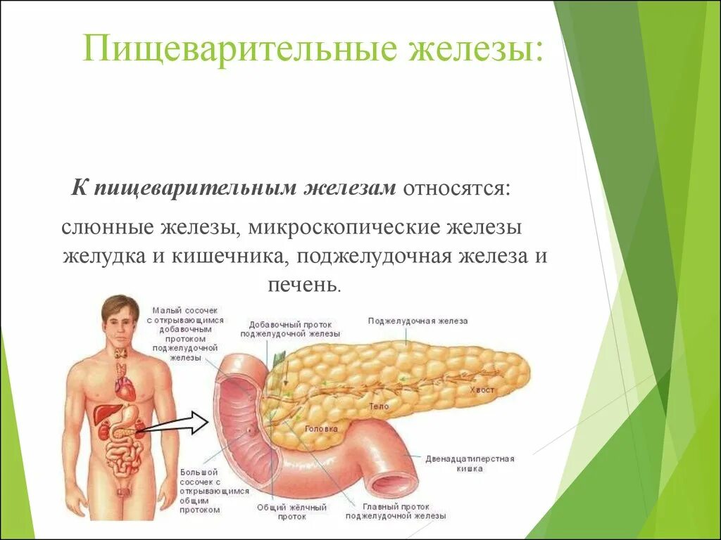 Пищеварительные железы печень функции. Пищеварительная система человека поджелудочная железа. Железы пищеварительной системы строение и функции. Строение пищеварительных желез кишечника. Строение и функции пищеварительных желез