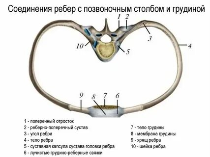 Реберно грудинный сустав
