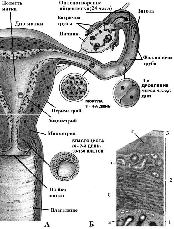 Путь оплодотворенной яйцеклетки в матку. Яйцеклетка женщины оплодотворение. Фолликулы зигота. Как происходит оплодотворение у людей. Женские органы оплодотворение