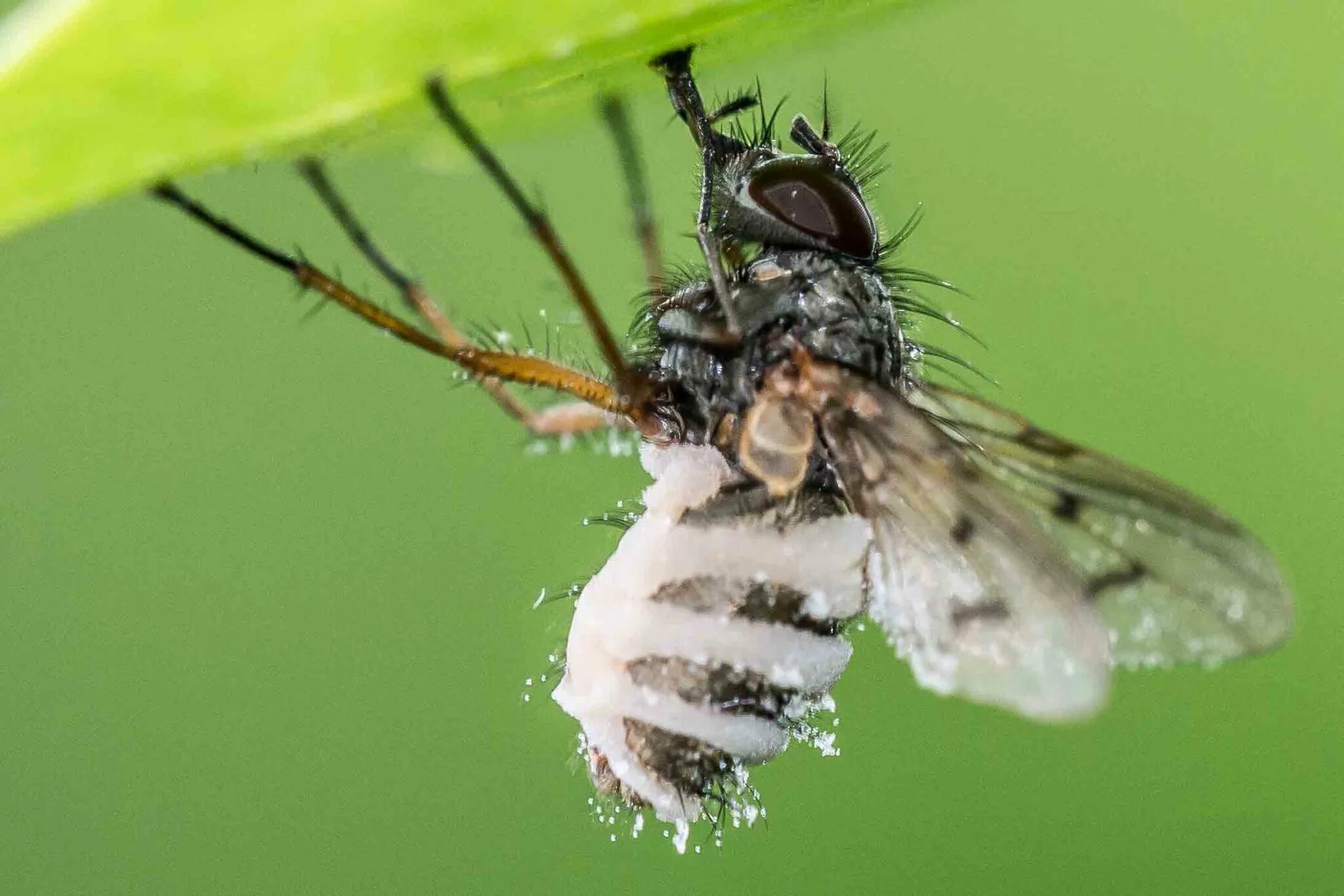 Мух ду. Entomophthora muscae. Энтомофтора мух. Энтомофтора мушиная. Грибок эмпуза.