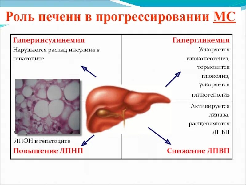 В печени происходит образование. Роль печени. Распад инсулина в печени. Hjkmgtxrtyb. Роль печени в организме.