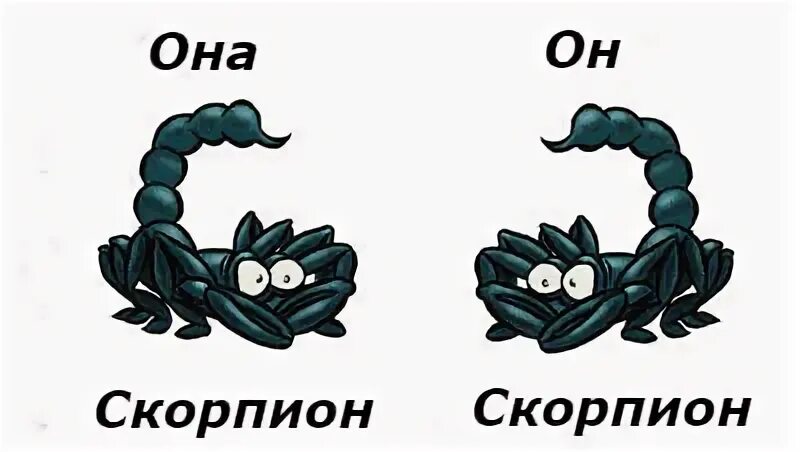 Отношения скорпионом форум