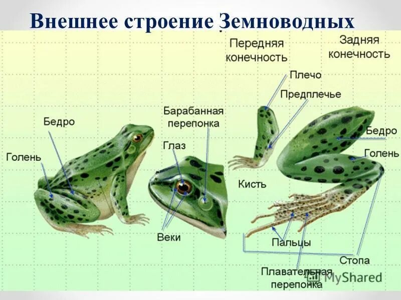 Какие особенности строения отличают земноводных рыб. Бесхвостые земноводные внешнее строение. Бесхвостые земноводные строение. Бесхвостые амфибии наружное строение. Бесхвостые земноводные внутреннее строение.