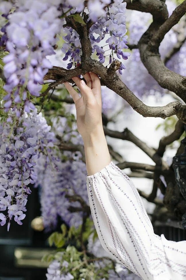 Kate tree