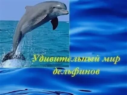 Проект про дельфинов 4 класс Проект про дельфина 3 класс