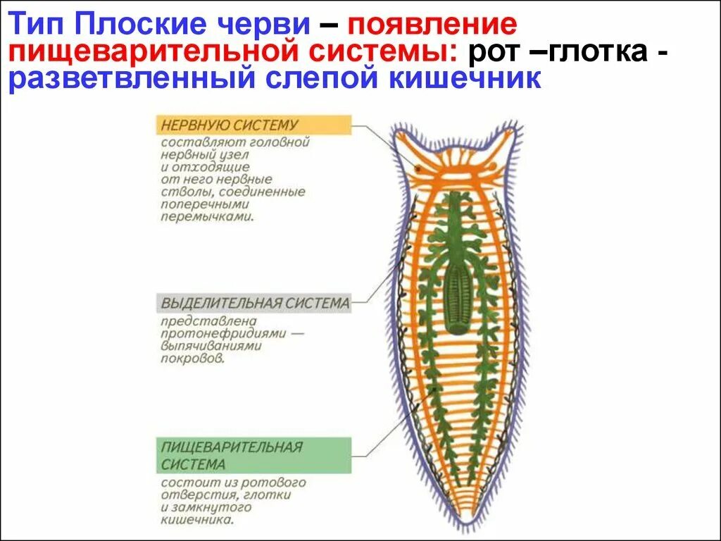 Какая часть белой планарии выполняет двигательную функцию. Пищеварительный тракт плоских червей. Отделы пищеварительной системы плоских червей. Пищевар система плоских червей. Пищеварительная система органов плоских червей.
