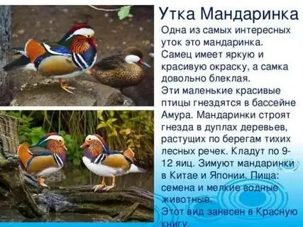 Утка мандаринка красная книга 4 класс