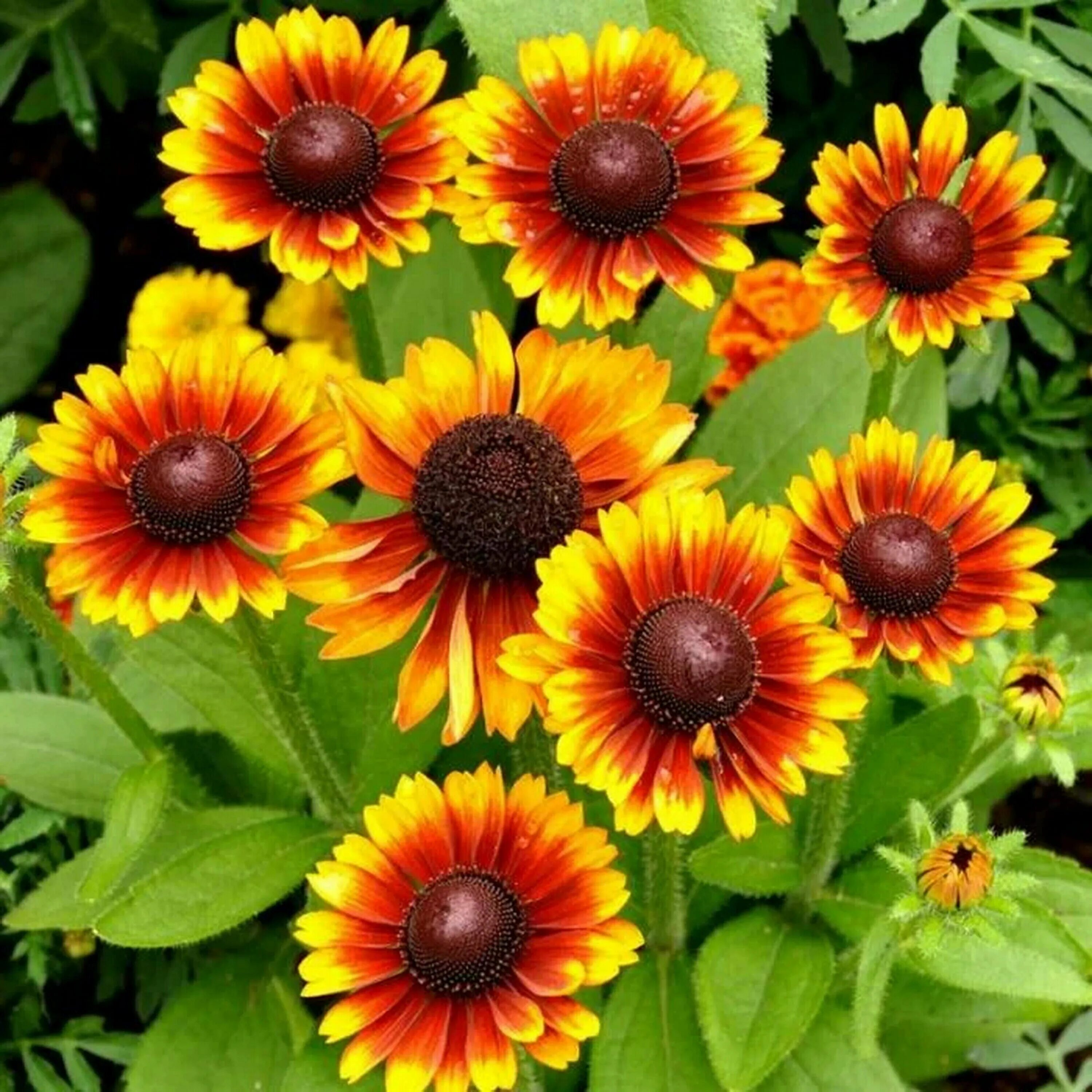 многолетник гайлардия. однолетники двулетники. космея бородатая. названия садовых. названия садовых.