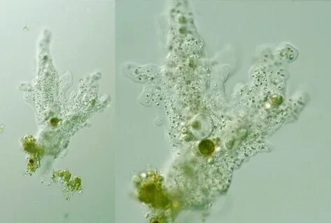 В амебе поселилась водоросль водоросль