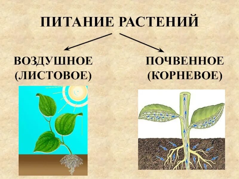 Орган растения обеспечивающий минеральное питание. Схема почвенного и воздушного питания у растений. Почвенное и воздушное питание. Корневое питание растений. Почвенное питание растений.