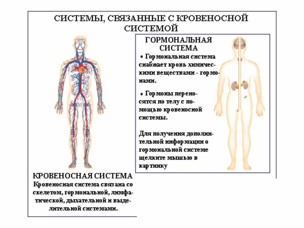 Роль кровообращения в организме. Лимфатическая система связь с кровеносной системой. Строение кровеносной и лимфатической системы человека. Строение лимфатической системы человека таблица. Взаимосвязи кровеносной кроветворной и лимфатической систем.