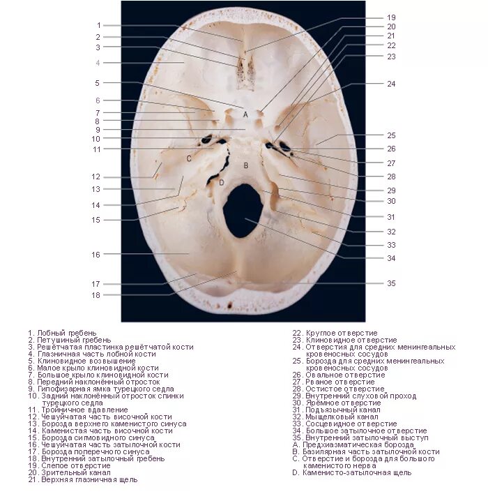 Основание черепа где. Внутренне основание черепа схема. Основание черепа анатомия строение. Круглое отверстие черепа анатомия.