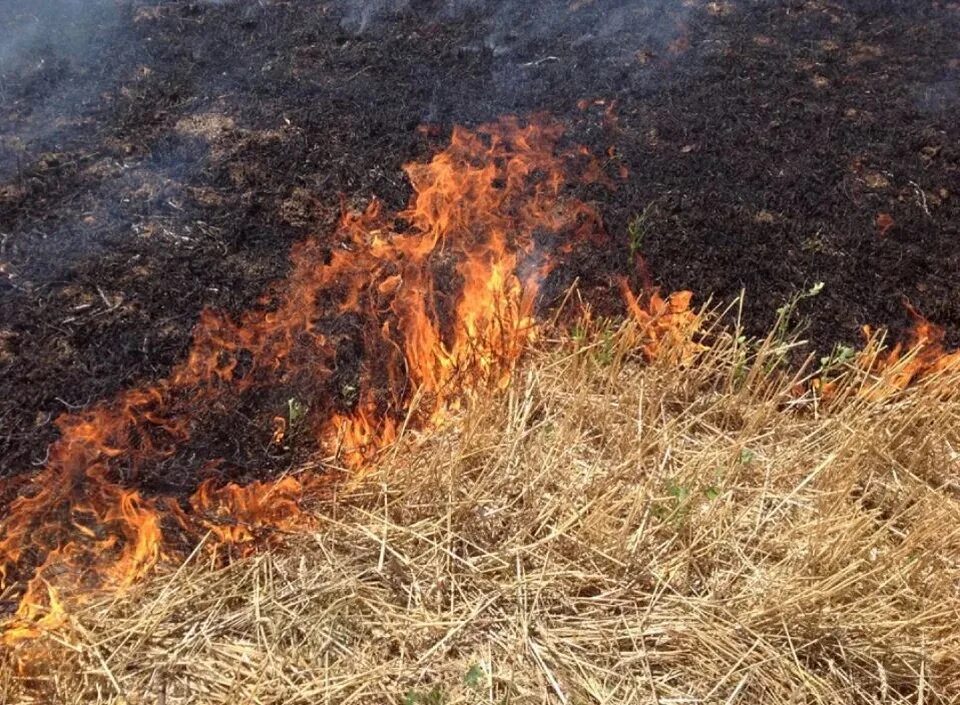 Возгорание травы. Лес пожар беда. Загорание сухой растительности. Выжигание сухой растительности. Травяной пожар.