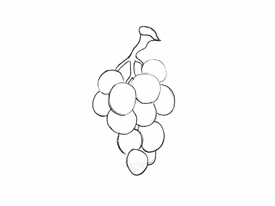 виноград для рисования. виноград рисунок карандашом. нарисовать виноград карандашом. виноград рисунок простой. поэтапное рисование винограда.