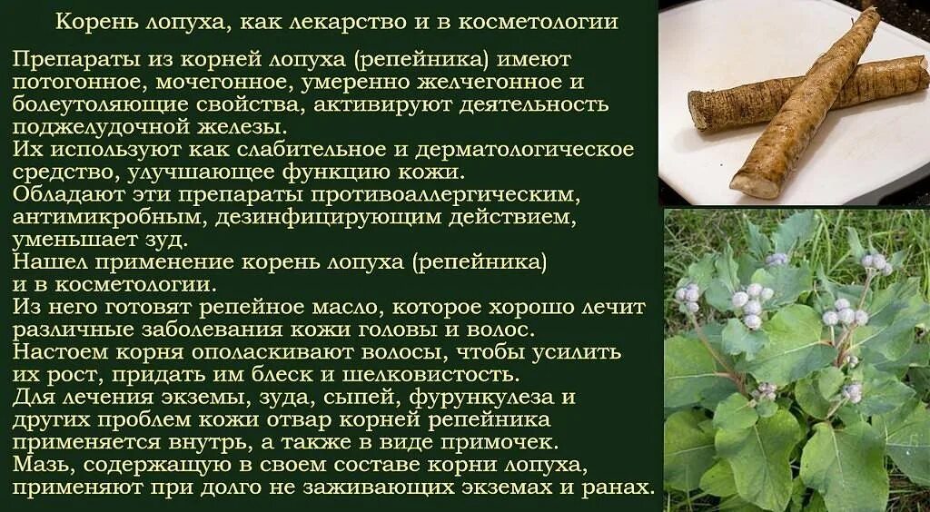 Лопух при заболеваниях. Корень лопуха лечебные. Лопух корень. Корень лопуха его лечебные. Лечебная трава корешки лопуха.