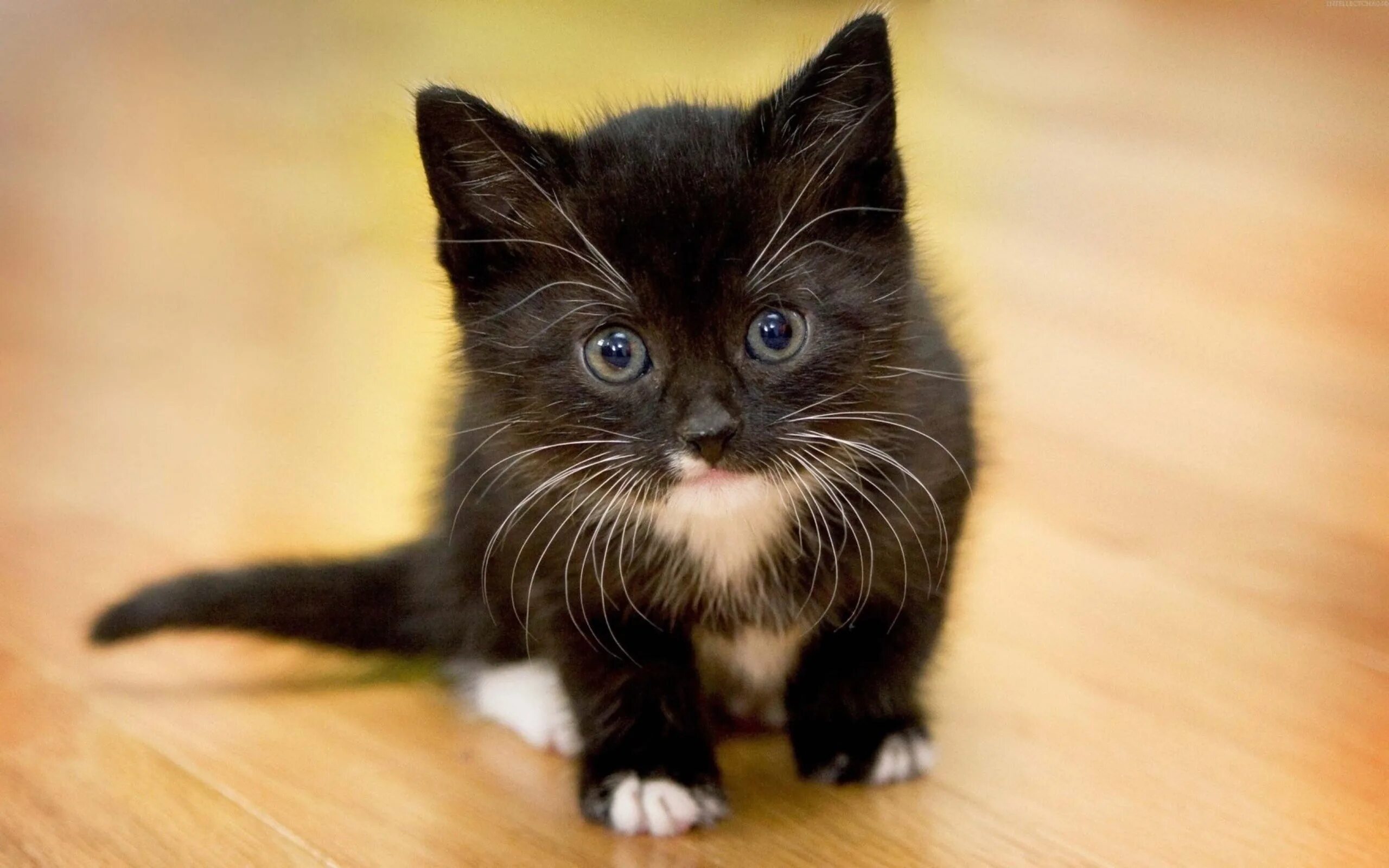 Новая киса. Котенок. Котята фото. Черный котенок. Маленькие котики.