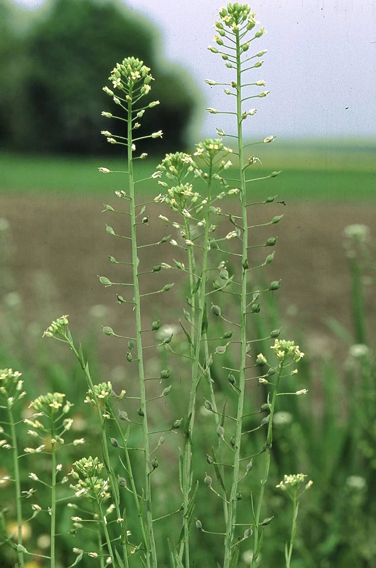 Рыжик посевной. Camelina Sativa. Рыжик полевой. Пастушья сумка.