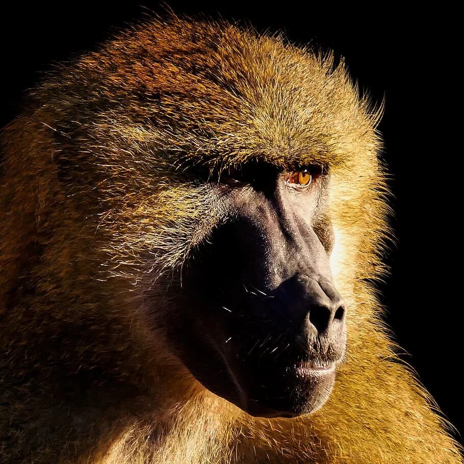 Всеядная обезьяна 4 буквы. Обезьяна. Примат. Бабуин. Фото обезьяны.