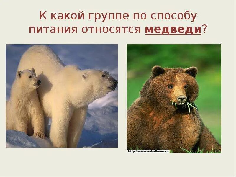 Медведь по способу питания