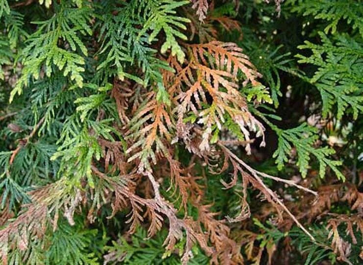 Можжевельник пожелтел и сохнет. Можжевельник казацкий ржавчина. Шютте хвойных туя. Альтернариоз можжевельника стрикта. Альтернариоз можжевельника.