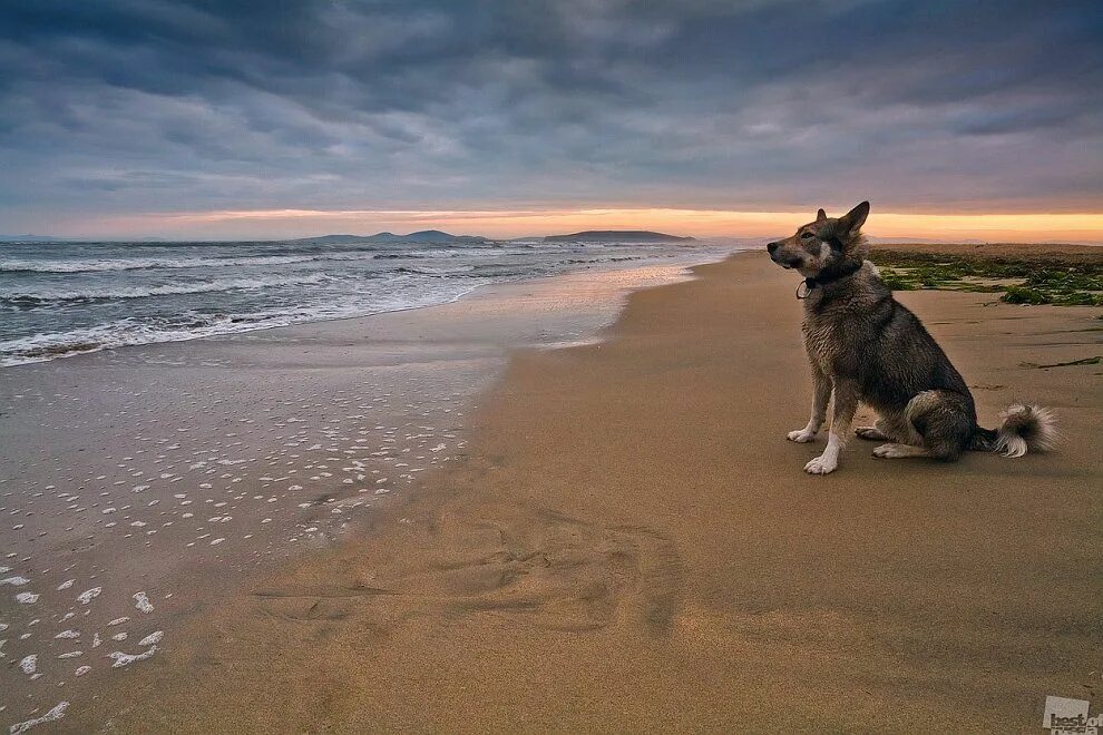 Собака смотрит на море мем верный друг. Photographer Sergey Gasparyan