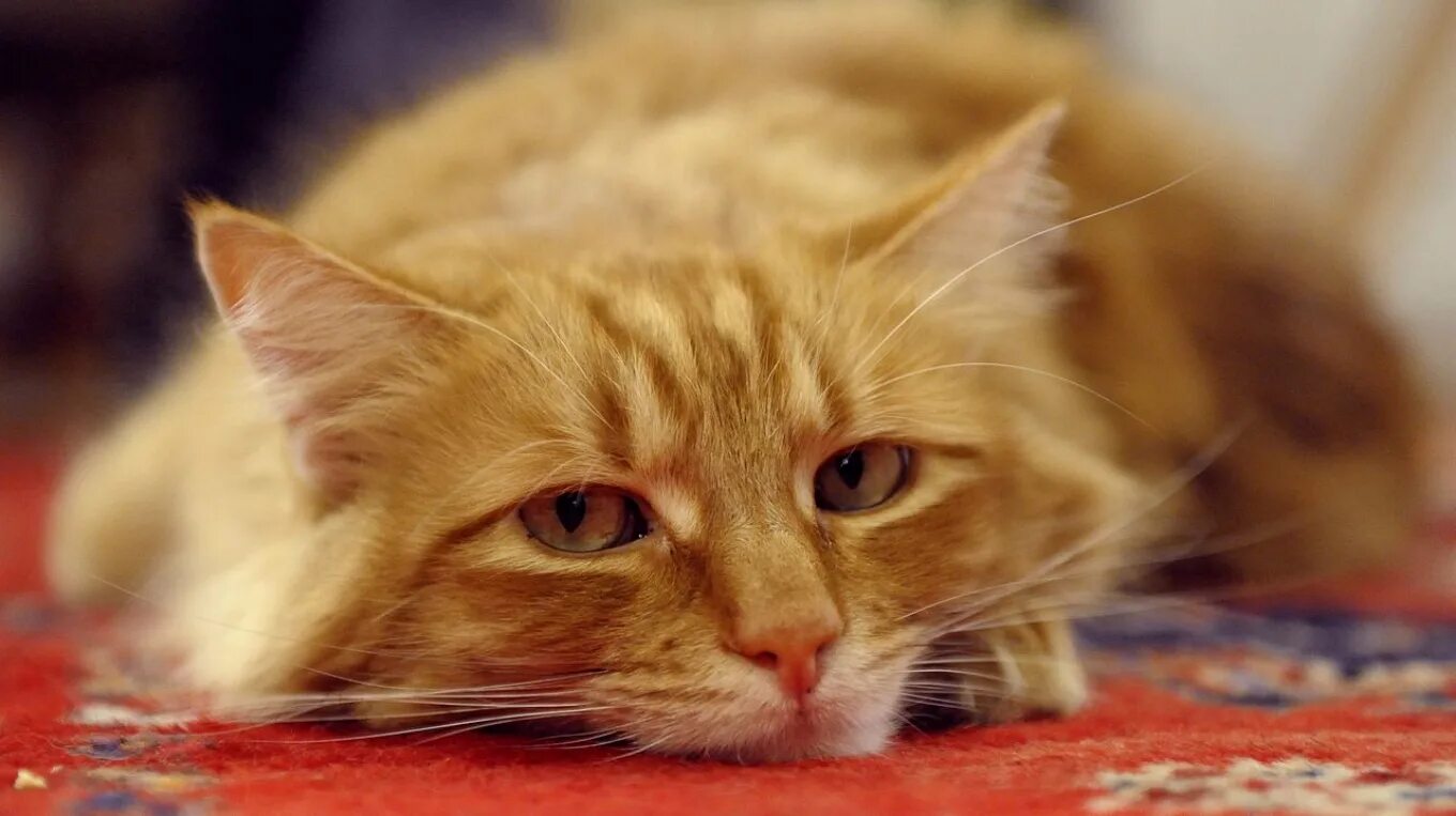 Кошка скучает по хозяину. Кошка. Кошка возле двери. Грустная рыжая кошка. Рыжий кот лежит.