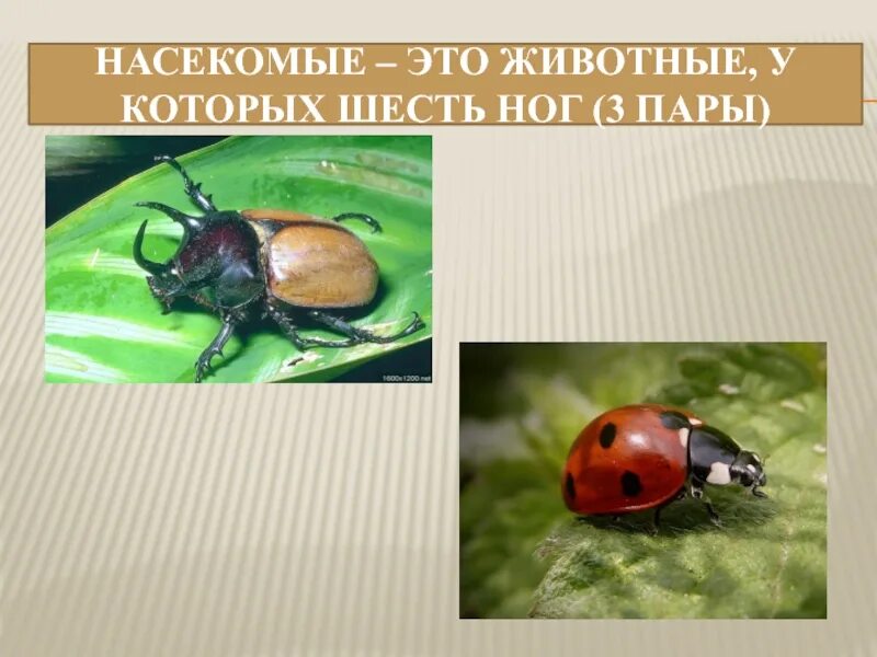 Насекомые это животные у которых. Насекомое это животное у которого шесть ног. животные у которых шесть ног. животные у которых 6 конечностей.