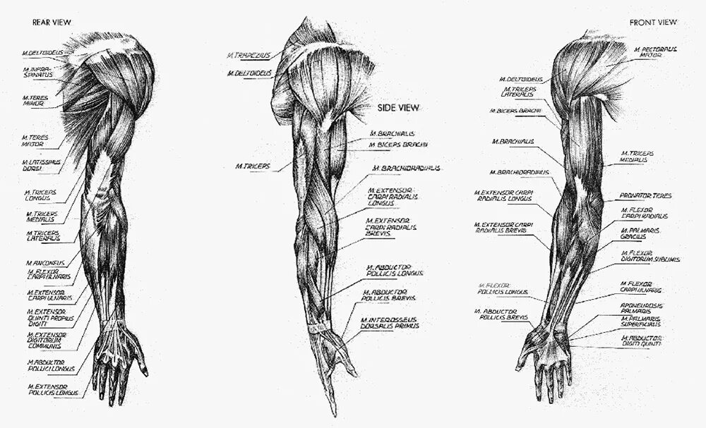 Строение руки рисунок. Мышцы руки анатомия человека. Мышцы руки и плеча схема. Анатомия руки человека мышцы и связки. Мышцы верхних конечностей анатомия предплечье.